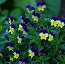 Attēlu rezultāti vaicājumam “Viola tricolor flower”