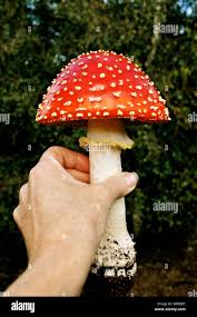 Attēlu rezultāti vaicājumam “Amanita muscaria”