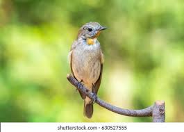 Image result for Ficedula albicilla