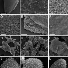 Attēlu rezultāti vaicājumam “Craterium sp.”