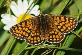 Attēlu rezultāti vaicājumam “Mellicta athalia”