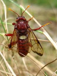 Attēlu rezultāti vaicājumam “Cimbex femoratus imago”