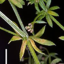 Attēlu rezultāti vaicājumam “Galium uliginosum”