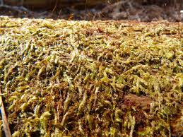 Attēlu rezultāti vaicājumam “Lophocolea minor”