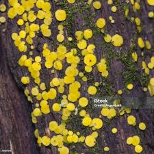 Attēlu rezultāti vaicājumam “Bisporella citrina”