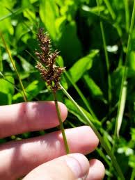 Attēlu rezultāti vaicājumam “Carex paniculata”