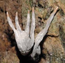 Attēlu rezultāti vaicājumam “Xylaria”