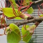 Attēlu rezultāti vaicājumam “Cercidiphyllum japonicum fruit”