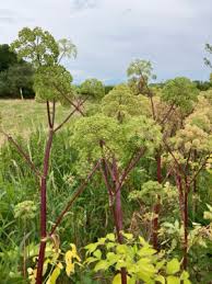 Image result for Angelica archangelica