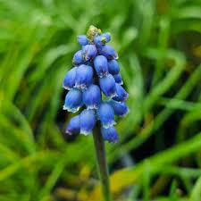 Attēlu rezultāti vaicājumam “Muscari neglectum flower”