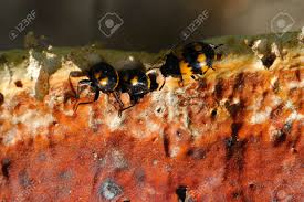 Attēlu rezultāti vaicājumam “Diaperis boleti nest”