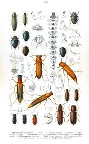Attēlu rezultāti vaicājumam “Hylecoetus dermestoides male”