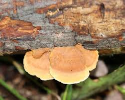 Attēlu rezultāti vaicājumam “Hapalopilus croceus”