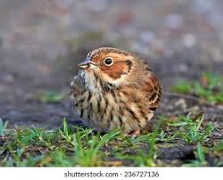 Image result for Emberiza pusilla