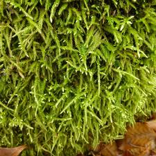 Attēlu rezultāti vaicājumam “Hedwigia ciliata sporophyte”