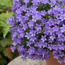 Image result for Campanula strigosa