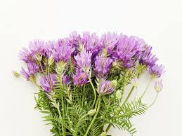 Attēlu rezultāti vaicājumam “Astragalus danicus leaf”