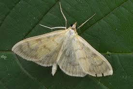 Attēlu rezultāti vaicājumam “Paratalanta hyalinalis”