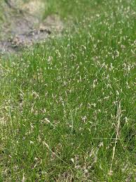 Attēlu rezultāti vaicājumam “Eleocharis acicularis”