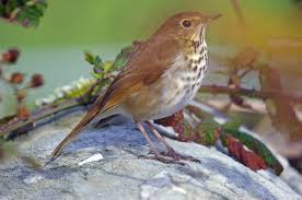 Image result for Catharus guttatus