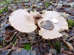 Attēlu rezultāti vaicājumam “Clavulinopsis cinerioides”