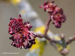 Attēlu rezultāti vaicājumam “Ulmus minor”