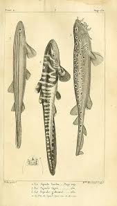 Image result for Poroderma africanum