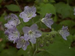 Attēlu rezultāti vaicājumam “Hydrophyllaceae”