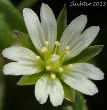 Attēlu rezultāti vaicājumam “Cerastium holosteoides”