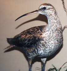 Image result for Numenius borealis