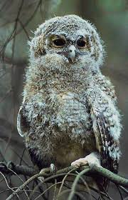 Image result for Strix aluco