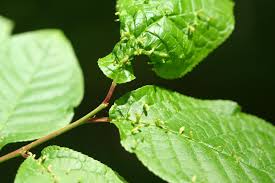 Attēlu rezultāti vaicājumam “Eriophyes padi”