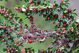 Attēlu rezultāti vaicājumam “Ancylis myrtillana”