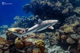 Image result for Carcharhinus melanopterus