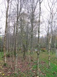 Attēlu rezultāti vaicājumam “Betula pubescens”