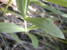 Attēlu rezultāti vaicājumam “Silene vulgaris leaf”