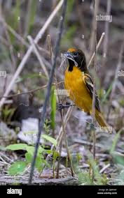 Image result for Icterus galbula
