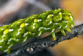 Attēlu rezultāti vaicājumam “Anarta myrtilli larva”