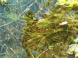 Attēlu rezultāti vaicājumam “Chara globularis”