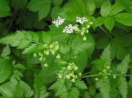 Attēlu rezultāti vaicājumam “Anthriscus sylvestris leaf”