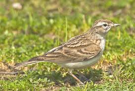 Image result for Calandrella rufescens