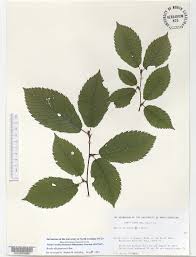 Attēlu rezultāti vaicājumam “Betula alleghaniensis leaf”