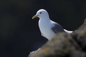 Attēlu rezultāti vaicājumam “Rissa tridactyla adult”