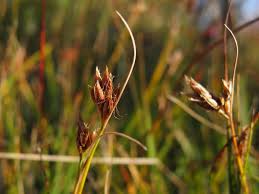Attēlu rezultāti vaicājumam “Rhynchospora fusca”