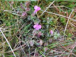 Attēlu rezultāti vaicājumam “Pedicularis palustris flower”