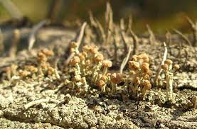 Attēlu rezultāti vaicājumam “Cladonia botrytes”