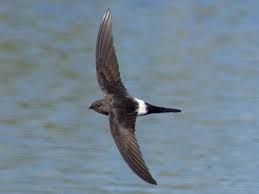 Image result for Apus pacificus