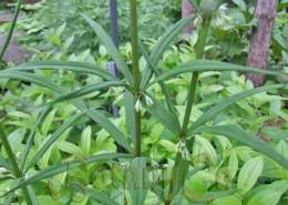 Attēlu rezultāti vaicājumam “Polygonatum verticillatum bud”