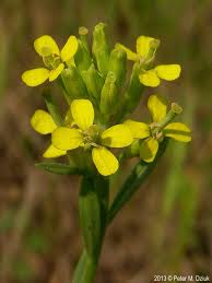 Attēlu rezultāti vaicājumam “Erysimum hieracifolium flower”