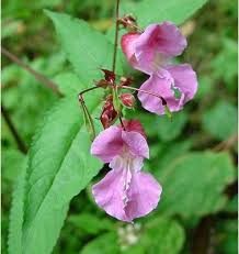 Image result for Impatiens glandulifera